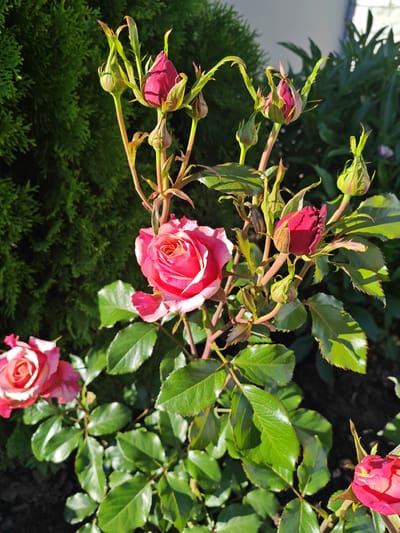 A close-up, high-angle shot captures a rose bush with several buds and two partially opened pink roses. The bush is set against a dark green, dense evergreen hedge and a dark background, possibly soil or mulch. The lighting suggests it is daytime, with sunlight highlighting the petals and leaves. The rose bush has thorny stems and vibrant green leaves. Several rose buds are visible, some a deep red and others with hints of pink and green. Two fully opened roses are present; one is in the center-right of the frame, showcasing a gradient of pink and white petals, and another is in the bottom left, also in shades of pink and white. The image does not contain any people or indicate a specific urban location like Местечко Раифа, Russia, but rather a garden setting.