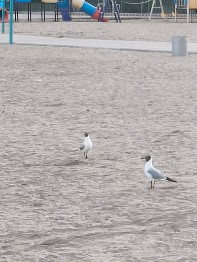 Two seagulls are standing on a sandy surface in front of a playground. The seagull on the left is facing left and the seagull on the right is facing right. In the background, there is a playground with a blue and yellow slide. A trash can is visible to the right of the playground. The ground is sandy with some ripples.
