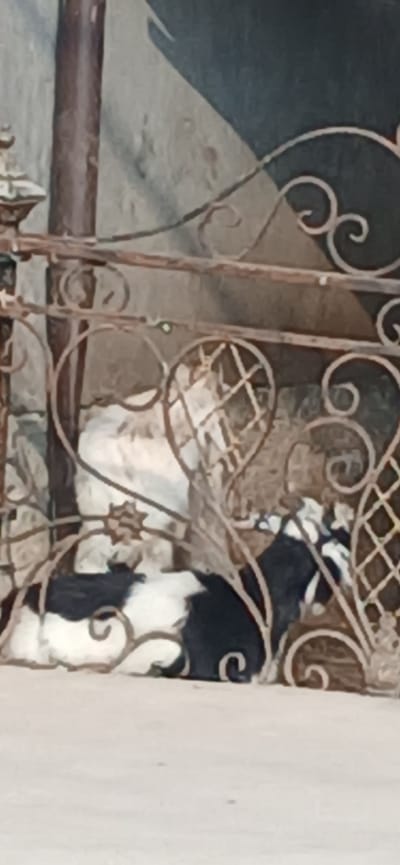 The image shows a black and white cat peeking through ornate metal bars. The cat's face is visible, with its head turned to the left. It appears to be looking out at something beyond the bars. The metalwork is dark and appears to be made of wrought iron, with swirling decorative elements. Behind the cat and the bars, there is a textured surface that could be a wall or a piece of fabric, rendered in muted tones of brown and gray. To the left of the bars, a lighter, triangular-shaped area suggests a wall or structure in shadow. The overall lighting suggests daytime, with the sun casting shadows. The scene has an indoor feel, possibly a home or a sheltered outdoor space. No text is visible.