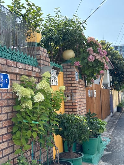 This image depicts a narrow street scene in Mokpo-si, South Korea. The foreground is dominated by a brick wall with a green decorative fence along the top. Several potted plants are arranged along the base of the wall, including hydrangeas with white and pink blooms and a small tree. A blue street sign with white Korean characters and the number "8" is affixed to the wall. To the right of the sign is a silver mailbox.
Further back, a wooden fence runs along the right side of the street. A building with a light-colored exterior and a dark roof is visible behind the fence. The street is paved and appears to be a residential area, with overhead power lines visible against a clear blue sky. The overall impression is one of a quiet, well-maintained urban environment.