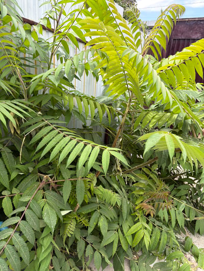 The image shows a dense cluster of green, serrated leaves belonging to a plant, possibly a Staghorn Sumac, growing near a corrugated metal fence. The fence, which appears to be weathered with some rust spots, runs horizontally across the background. To the right of the metal fence, a darker, wooden fence or structure is visible. The ground beneath the plant is covered in light-colored gravel or sand. The lighting suggests it is daytime, with shadows indicating sunlight. The scene is likely located outdoors in an urban or suburban environment in Vostok, Kyrgyzstan, given the presence of man-made structures and vegetation. There are no people or animals visible in the image.