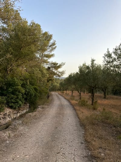 The image depicts a dirt road winding through an olive grove on a clear day. The road surface is dry and cracked, with loose stones and gravel. On the left side of the road, dense green foliage and trees line the embankment. To the right, rows of olive trees with thick trunks and green leaves are interspersed with dry, golden grass and smaller bushes. In the background, more trees and hills are visible under a pale blue sky. The lighting suggests it may be early morning or late afternoon. This scene is representative of the rural landscape found in and around Montuïri, Spain, a town known for its agricultural heritage, including olive cultivation.