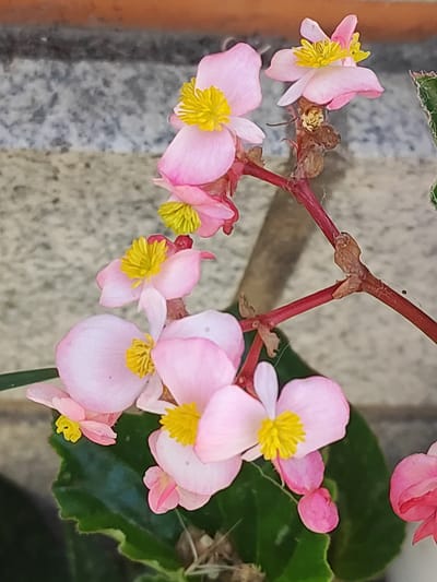 The image is a close-up shot of pink begonia flowers with yellow centers. The flowers are in bloom and appear to be growing on a plant with dark green leaves and thin reddish stems. The background is blurred, but appears to be a textured surface, possibly a wall or a planter. There is no indication of Lumbrales, Spain in the image.