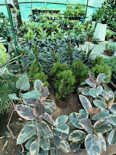 The image shows a plant nursery, likely in Ghaziabad, India. Various potted plants fill the space, including Ficus elastica 'Tineke' (rubber plants) in the foreground, along with small coniferous trees. Further back, there are other species of potted plants in rows and on shelves. The nursery appears to be enclosed with netting overhead, possibly for shade. The ground is covered with soil and scattered leaves. No people are visible in the frame.