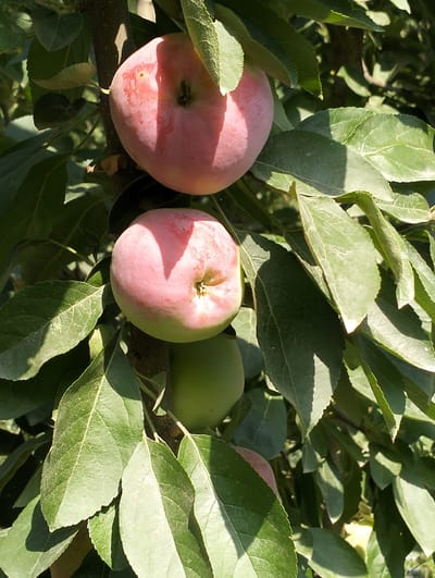 The image shows a close-up of several apples growing on a tree. Two ripe, pink apples are prominently displayed, one above the other, with dappled sunlight shining on them. Below them, a smaller, green, unripe apple is visible. Lush green leaves surround the fruit, casting shadows and creating a natural, outdoor setting. The background is blurred, suggesting the focus is on the apples and their immediate surroundings. The scene appears to be in a rural or orchard setting. There are no people or animals in the image, and no signs of human intervention or urban environment. The overall impression is one of natural growth and the bounty of a fruit tree.