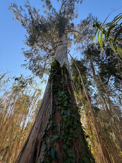 In Mira, Portugal, a tall Eucalyptus tree trunk is captured from a low-angle perspective against a clear, light blue sky. The tree's bark presents a mottled gray and brown coloration, with visible vertical striations and sections of peeling bark. A dense growth of dark green ivy, characterized by lobed leaves, clings to and ascends the lower and mid-sections of the trunk. Surrounding the central Eucalyptus, particularly on the left and right sides of the frame, are numerous tall, slender stalks of golden-brown reeds or grasses. Additional green tree canopies are visible in the background, primarily to the right. The scene is uniformly illuminated by natural sunlight. No human subjects, animals, or artificial structures are present.