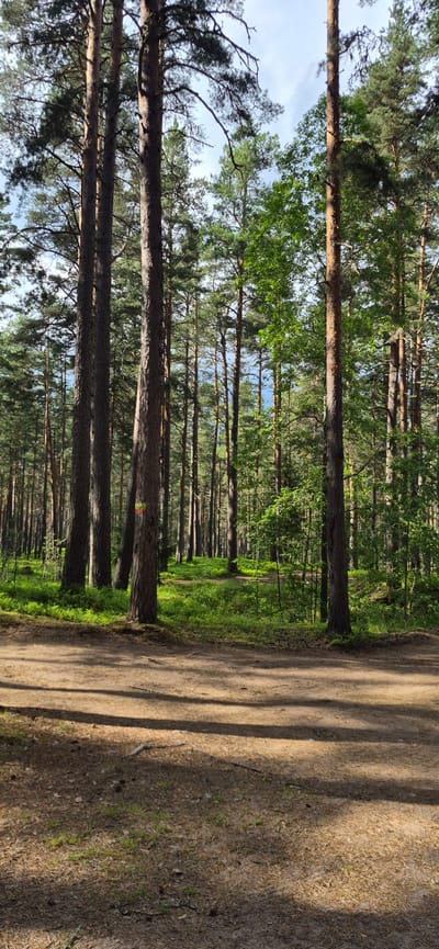 The image depicts a sun-dappled dirt path in a pine forest in Motornoe, Russia. Tall pine trees with rough bark dominate the scene, their branches forming a canopy overhead. The ground is covered with a mix of dirt, pine needles, and sparse green vegetation. In the mid-ground, there are patches of vibrant green grass and smaller shrubs, indicating a healthy forest floor. The sunlight casts distinct shadows across the path and the surrounding undergrowth. On one of the tree trunks in the mid-ground, there are colorful markings, possibly indicating a trail marker or a survey point. The sky is partially visible through the trees, showing a mix of blue and white clouds. The overall atmosphere is serene and natural.