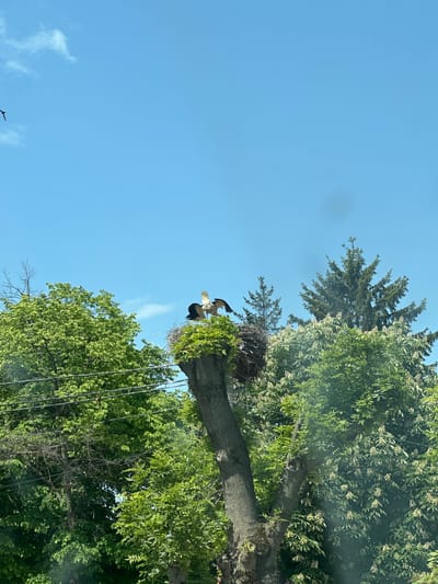 A bird with white and black wings is perched on a tree trunk in Aprilovo, Bulgaria. There is a nest next to the bird. The sky is light blue. Green trees are visible around the tree trunk. Power lines run down the side of the tree.