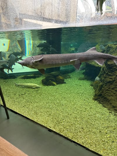 This image depicts an underwater scene within an aquarium tank, located at the Fluviário de Mora (Mora River Aquarium) in Mora, Portugal.

The primary subject is a large, grey sturgeon with an elongated body, positioned in the mid-water column, swimming horizontally from right to left. Its distinctive snout and barbels are visible. Below and slightly behind this sturgeon, a smaller, lighter-colored (pale yellow/white) sturgeon rests on the tank's bottom, also oriented to the left. Numerous dark-colored fish, appearing to be various carp species, occupy the left and central background of the tank, swimming in groups or individually.

The tank's environment features a light-colored gravel substrate covering the bottom. Artificial rock formations, some stacked as a small pile, are visible on the bottom left, and larger rock structures line the right wall of the tank. The water is clear. Above the waterline, reflections and slight moisture marks are visible on the viewing glass, which separates the tank interior from a public viewing area. The lower portion of the image shows a grey floor surface and a dark, possibly wooden, trim piece directly in front of the tank. No human figures are clearly identifiable within the frame, although reflections suggest an indoor setting.