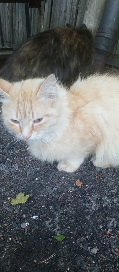 In this medium shot, two cats are positioned on a gravelly surface with a weathered wooden fence in the background. The foreground is dominated by a light orange tabby cat with fluffy fur, its head tilted slightly as it gazes downwards with a drowsy expression. Its eyes are a light brown, and its white whiskers are prominent against its fur.
Behind the tabby cat, a darker, possibly calico or tortoiseshell cat is partially visible, its fur appearing shaggier and its features less distinct. It seems to be facing away from the camera, blending into the shadows cast by the wooden structure.
The ground is covered in dark gravel and small stones, with a few fallen leaves scattered across it, suggesting an outdoor setting that might be experiencing autumn. One bright green leaf stands out near the tabby cat's front paws, and a smaller, dried brown leaf lies further back. The lighting appears subdued, possibly indicating it's late afternoon or an overcast day. The overall atmosphere is quiet and still, with the cats resting in their environment. No visible text is present in the image. The location context is Petukhovo, Russia.