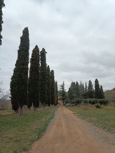 The image depicts a rural landscape in Jérica, Spain, under an overcast sky. A single-lane dirt track, light brown with visible gravel, extends from the foreground into the midground, receding towards a cluster of buildings. To the immediate left of the track, a prominent line of approximately eight tall, slender, dark green coniferous trees, identifiable as cypresses, stands vertically. Their light brown trunks are visible at the base. The ground flanking the track consists of green grass interspersed with small white wildflowers.
In the midground, towards the end of the visible track, a two-story stone or brick building with a reddish-tiled roof is partially visible to the left of the track, behind the row of cypresses. A light-colored, possibly silver or beige, four-door vehicle (likely an SUV or estate car) is parked off the right side of the track, in front of denser foliage. Beyond the vehicle and building, a mix of various evergreen trees forms a wooded area. The background on the far right reveals gently sloping hills with reddish-brown soil and sparse vegetation. The sky is uniformly grey and heavily clouded, indicating diffuse light conditions. No individuals are present, and no actions or interactions are occurring.