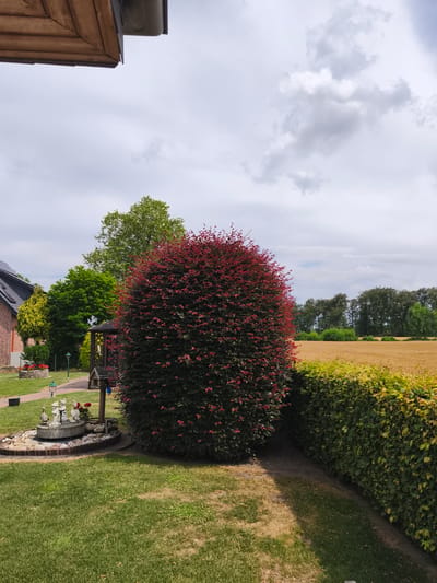 This is a photograph of a garden scene in Bad Iburg, Germany, under a cloudy sky. The foreground features a well-maintained lawn with a decorative circular fountain adorned with stone borders and figurines of gnomes and ducks. Adjacent to the fountain is a large, bushy shrub with deep red foliage. To the left of the shrub, a brick house with a dark roof is partially visible. A pathway made of red bricks winds through the garden, leading towards the house. In the mid-ground, there are several green trees of varying sizes and a small wooden gazebo with a white horse weather vane. Beyond the garden, a field of golden crops stretches to the horizon, bordered by a dense line of trees. A manicured green hedge runs along the right side of the image, separating the garden from a narrow dirt path. The lighting suggests it is daytime, with the cloudy sky indicating overcast weather. The scene evokes a sense of peaceful rural life. No text is visible in the image.