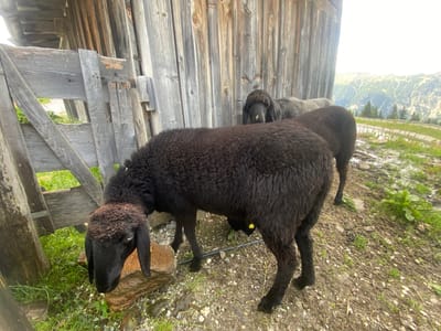 Two black sheep are standing near a wooden structure with a gate. The sheep in the foreground is facing left and appears to be eating something from the ground. The sheep in the background is facing forward. The environment appears to be mountainous with some vegetation and a wooden fence in the distance. The ground is a mixture of dirt and rocks. The wooden structure has weathered planks. The scene is likely in an outdoor agricultural setting in the Ratschings - Racines, Italy area, given the mountainous landscape and the presence of farm animals.