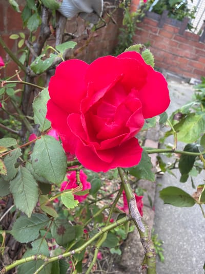 A close-up photograph depicts a single, fully bloomed, deep red rose centrally positioned, its petals tightly fanned open and facing slightly upwards. The rose stem, vibrant green and partially visible, extends downwards and to the left. Surrounding the central rose are numerous green leaves from a rose bush, some displaying minor insect damage in the form of small, irregular holes and dark brown spots. Various green and woody stems crisscross the background, with one thicker stem in the mid-right exhibiting an elongated patch of pale, possibly silvery-grey material.
In the blurred background, several out-of-focus pink or fuchsia-colored blossoms are discernible, suggesting additional roses or buds within the same garden. To the upper-right, a brick wall constructed from reddish-brown bricks with grey mortar is visible, running diagonally upwards. A light grey, possibly concrete or paved surface, extends along the lower-right and behind the foliage, indicating a pathway or patio. Above the foliage in the upper-left corner, a segment of a light-colored, horizontally ridged object, possibly fabric or plastic, is partially visible. The scene is illuminated by soft, natural light, providing even exposure. This garden detail is located in Leicester, United Kingdom.