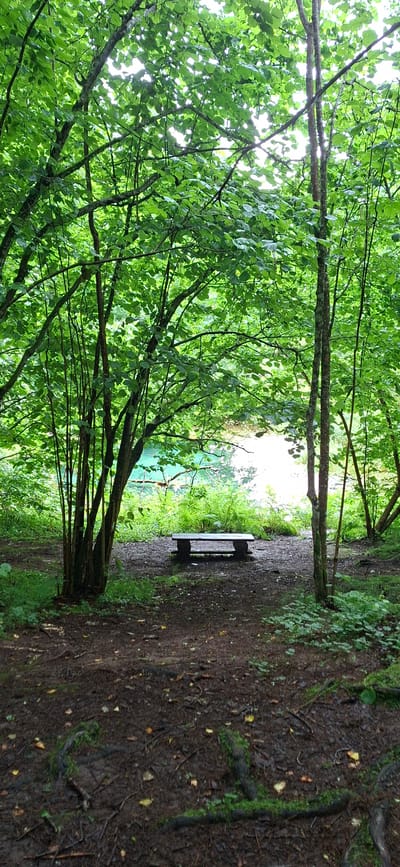 In Saula, Estonia, a single wooden bench sits on a dirt path under a dense canopy of green trees. The bench is unadorned and positioned to face a body of water, which appears to be a lake or pond, its surface reflecting the bright sky. The water is a striking turquoise color. Lush green foliage surrounds the scene, with trees of varying thickness and height. The ground is covered in dark soil, scattered with fallen leaves and moss-covered roots. The overall impression is one of a serene, natural setting, possibly a park or a secluded natural area. There are no people or animals visible in the image.