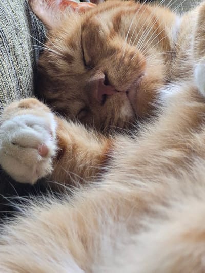 This media file is a close-up, overhead shot of an orange tabby cat sleeping soundly on a textured, olive-green surface, likely a couch or bed. The cat is curled up on its back, with its head resting near the bottom left of the frame. Its eyes are closed, and its face appears relaxed, indicating it is in a deep sleep. The cat's fur is a mix of orange and cream, with distinct tabby markings on its face and body. Its front paws are tucked close to its chest, with one paw, covered in fluffy white fur, prominently featured in the lower center of the image. The cat's whiskers are long and white, fanning out from its muzzle. The lighting suggests it could be daytime, as there is soft, ambient light illuminating the scene. The overall mood is peaceful and serene, capturing a moment of pure relaxation. No text is visible in the image.