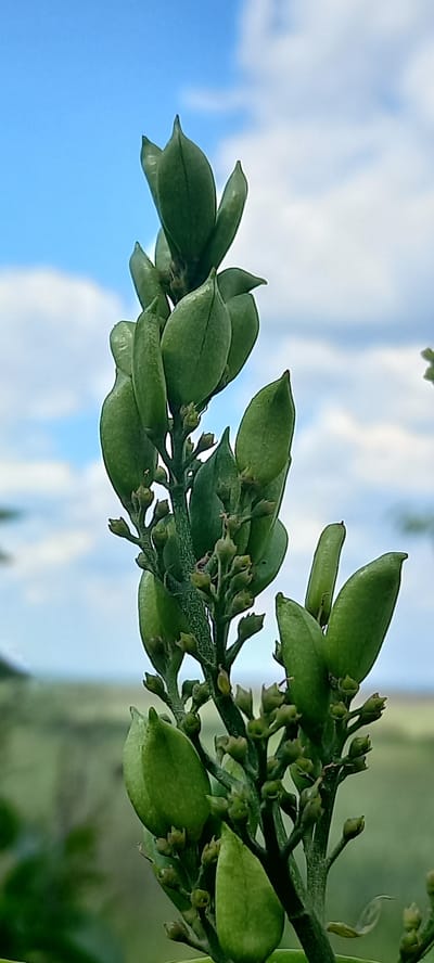 A close-up, vertical, outdoor, eye-level shot focuses on a plant branch with developing seed pods and small buds against a bright blue sky with scattered white clouds. The plant stem is green and textured, with multiple branching stems holding the green, pointed seed pods. Some of the pods are elongated and plump, while others are smaller and more ovular. Tiny, light-brown buds are clustered around the stems, some appearing to be dried out. The background is softly blurred, with hints of green foliage and a distant, hazy landscape. The image does not depict any people, actions, or interactions. The location is not discernible from the visual content.