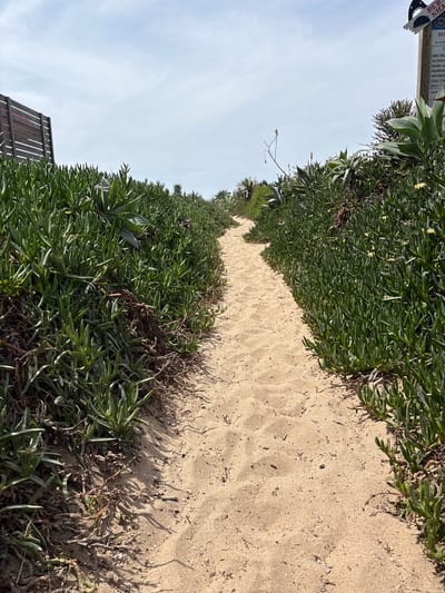 A sandy path stretches between lush, green vegetation under a bright, clear sky. The path leads into the distance, framed by the dense foliage on either side. A partially visible signpost stands on the left side of the path. The sign includes text, indicating beach rules and regulations, and the visible word "BEACH" confirming its location. The dense vegetation is a mix of succulent ground cover and scattered dry plant matter. Based on the vegetation type and sign content, the location is likely along a coastal path. The image orientation is vertical. The city Huntington Beach in the United States of America is not visually evident in the image.