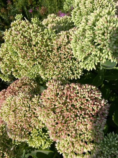 The image is a close-up, overhead shot of a cluster of Sedum flowers, commonly known as stonecrop. The flowers are in various stages of bloom, with some appearing as tight green buds and others showing hints of pink. The arrangement of the blossoms creates a dense, textured effect. In the background, out-of-focus greenery and hints of purple flowers suggest an outdoor garden setting. There are no people or animals visible in the frame. The lighting is natural, casting soft shadows and highlighting the delicate details of the petals and buds. The scene appears to be a tranquil and naturalistic view of a blooming plant. The image does not contain any information that would indicate its location within Ventsy, Russia.