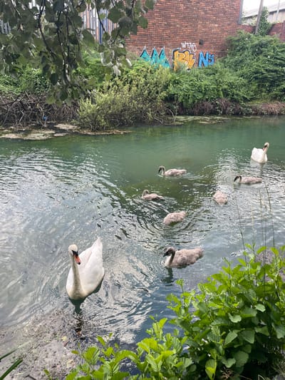 This image depicts a canal in Wolverhampton, United Kingdom, with a family of swans swimming in the murky green water. An adult white swan is in the foreground, facing left, with its beak slightly open. It is surrounded by several cygnets, which are grey and fluffy. In the background, a red brick wall with graffiti is visible, overgrown with lush green vegetation. The canal bank on the left is lined with branches and debris, while the right bank features dense green foliage. The overall scene suggests an urban canal environment that has been taken over by nature, with wildlife coexisting with man-made structures.