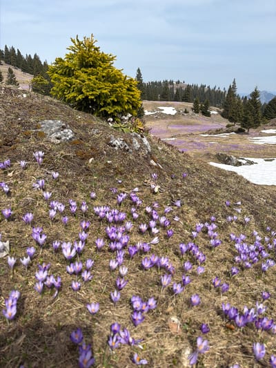 The image depicts a mountainside meadow carpeted with blooming purple crocuses, common in alpine environments. Patches of melting snow suggest early spring. A stand of coniferous trees lines the upper left, leading to a partly cloudy sky. The overall setting points towards a mountainous region. Based on the location provided (Kamnik, Slovenia), the scene is most likely within the Kamnik–Savinja Alps. No people, actions, or interactions are visible.