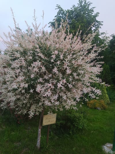 The image shows a variegated willow tree with white and pink leaves, planted in a park or garden setting. The tree is in full bloom, with its branches laden with foliage. The background consists of lush green grass, other trees and shrubs, and a cloudy sky. A sign is planted near the base of the willow tree, which appears to be in Cyrillic script and indicates "Vesnyak 2022" (Spring 2022) and some other text which is unreadable. The overall impression is one of a well-maintained outdoor space, likely a botanical garden or a public park. The location is identified as Gusev, Russia.