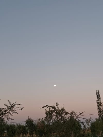 The image depicts a twilight scene in Ko`kdala, Uzbekistan. The sky is a gradient of pale blue and soft pink, with a bright, full moon positioned in the upper center of the frame. Silhouetted against the sky are the tops of several trees, characterized by their dark, leafy branches that extend upwards. In the foreground, a dense line of greenery, likely shrubs and smaller trees, stretches across the bottom of the image. A thin wire is visible horizontally across the middle of the foliage. The overall impression is one of a tranquil, rural evening.