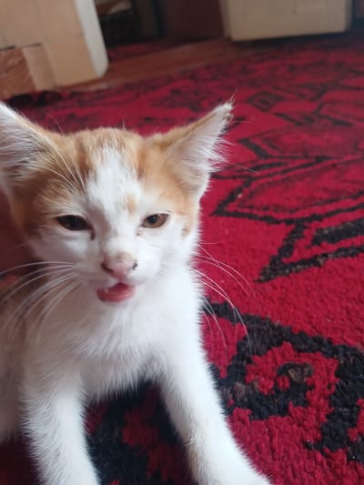 A close-up, head-on shot shows a ginger and white kitten with its mouth slightly open, revealing its pink tongue and small teeth. The kitten's eyes are dark brown and slightly squinted. Its whiskers are white and prominent. The kitten is positioned on a red carpet with a black and red patterned design. The background is blurred, but suggests an indoor environment. There is no indication of the city of Batken City, Kyrgyzstan.