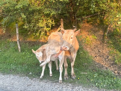 A cow with horns is standing next to a smaller calf on a grassy patch of land next to a gravel road. The cow is tan colored and licking the calf's side. The calf is a lighter tan color and has its front legs crossed. In the background, there is a wooden fence post and a dense green tree line, with patches of sunlight shining through. To the right of the animals, there is a dirt slope leading upwards. The location is in a rural area, likely near a pasture or farmland. Galitsyno, Russia is not discernible from the image content.