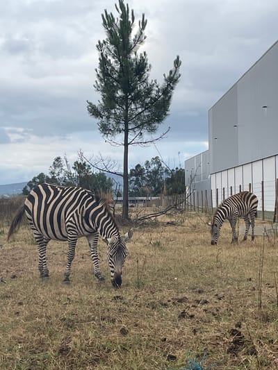 The image shows two zebras grazing in a dry, grassy field. In the foreground, a larger zebra is positioned to the left, with its head down grazing. To the right and further back, a smaller zebra is also grazing. Behind the zebras, a tall, slender pine tree stands prominently against a cloudy sky. To the right of the tree, a large, modern, white building with a sloped roof is visible, with a fence running along its base. The environment appears to be an open area with sparse vegetation, suggesting a semi-rural or industrial edge location. The scene likely takes place at a facility near Águeda, Portugal, given the presence of zebras which are not native to the region and would typically be found in a zoo, wildlife park, or private collection.