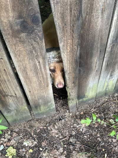 A medium shot shows a tan-colored dog peeking out from under a wooden walkway. The dog's head is the primary subject, with its brown eyes looking upwards and its nose visible. The walkway is constructed of weathered, gray wooden planks with visible grain and knots. The dog's collar is also visible, appearing to be a reflective band. The surrounding ground is covered in dirt, dry leaves, twigs, and some sparse green foliage, suggesting an outdoor, natural setting. The lighting appears to be natural daylight, casting soft shadows, implying it could be daytime. There are no visible signs of people or other animals. The overall mood is one of curiosity and perhaps a bit of playfulness, as the dog is hiding and observing from its vantage point. The location is Bykovo, Russia. There is no visible text in the image.
