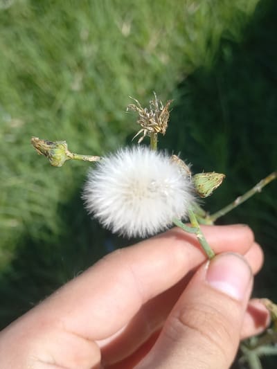 A hand holds a fluffy white seed head of a plant, possibly a dandelion, outdoors. The background is a blur of green grass and dark shadow, suggesting a sunny day in a natural or park setting. The plant has small green seed pods and dried remnants of previous flowers. The hand is pale with visible fingernails. The image appears to have been taken at ground level, focusing on the plant and the hand. The location of Yorkatay, Uzbekistan is not discernible from the image itself.
