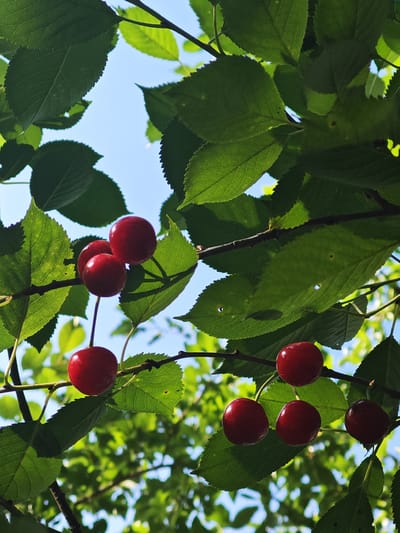 This is a close-up, low-angle, vertical shot of a cherry tree branch with ripe cherries and green leaves against a bright blue sky. The cherries are a deep red color and appear to be attached to thin stems. There are several clusters of cherries visible, some with two or three fruits together, and some hanging individually. The leaves are a vibrant green, with serrated edges, and some show signs of light and shadow from the sun. The scene is likely from an outdoor setting, possibly a garden or orchard, given the presence of the tree and fruit. Without additional context or visual cues, it is impossible to determine the exact location in the city of Чонкаўскі сельскі Савет, Belarus. The image is devoid of any human presence or activity.