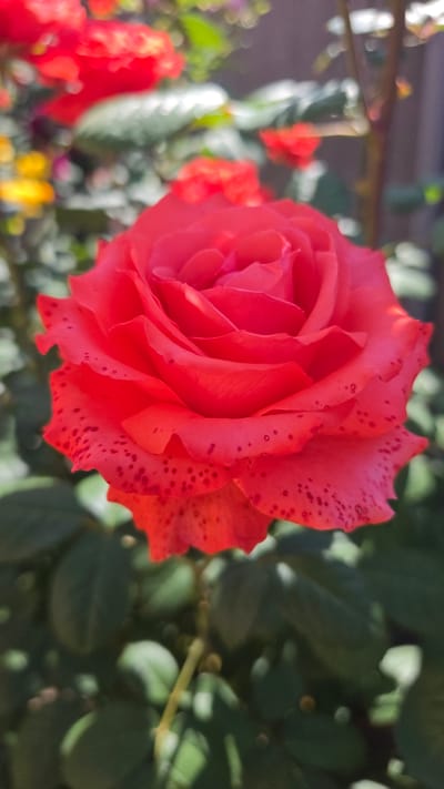 A close-up shot of a vibrant red rose in full bloom, its petals unfurling to reveal intricate layers. The rose is dotted with small, dark red speckles, adding a unique texture and visual interest. The background is a blur of lush green foliage, with hints of other red flowers and some yellow blossoms, suggesting a garden setting. The lighting suggests it is daytime, with sunlight casting shadows and highlighting the rose's delicate features. This scene is likely located in a garden within the city of Krasnochervonnyi, Russia, surrounded by nature and other blooming flora.