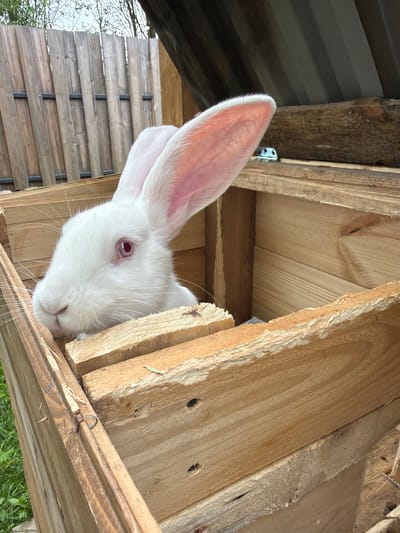 A white rabbit with striking reddish-pink eyes and prominent, long, light pink ears is captured looking out from a wooden enclosure. The rabbit's head is angled downwards and to the right, with its long, delicate white whiskers spread wide. The wooden structure, likely a hutch or shelter, is constructed from light-colored, unpainted wood planks, showcasing their natural grain and somewhat rough-hewn edges. A small metal hinge is visible on one of the inner wooden supports.

In the upper-left background, a section of a dark, possibly corrugated metal roof is visible, positioned above a thick, dark, weathered wooden beam. Further to the left and below, a wooden fence with horizontal slats and dark vertical supports stands, with bare tree branches silhouetted against a bright, overcast sky. Natural daylight illuminates the scene, suggesting it is daytime. The rabbit's expression conveys curiosity as it peers out from its wooden dwelling. Small patches of green vegetation are just visible at the lower right corner of the frame. No text is visible within the image.