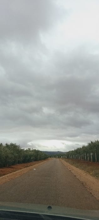 The image depicts a rural road in Ait Naamane, Morocco, viewed from inside a vehicle. A narrow, dark gray asphalt road extends directly into the distance, flanked by reddish-brown earth shoulders on both sides. To the left, a dense row of green-leafed trees, consistent with an olive grove, parallels the road. To the right, another similar row of trees is present, with a line of vertical pale fence posts or tree supports visible beyond them. In the far background, a range of low-lying hills or mountains is faintly visible under a hazy atmosphere. The sky is entirely overcast with a uniform layer of dense, gray clouds, with a slightly brighter area appearing towards the upper right. No people, animals, or other vehicles are visible. The lower edge of the image shows the dark green dashboard and windshield of the vehicle from which the photograph was taken.