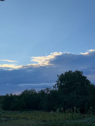 A wide shot of a rural landscape at dusk. The sky is a gradient of light blue at the top transitioning to darker blues and purples towards the horizon, with thin, bright white clouds illuminated by the setting sun scattered across the middle. Below the sky, a dense line of dark green trees stretches across the frame, with a large, leafy tree on the right foreground. In front of the trees, a field with low-lying vegetation and a few stalks of corn is visible. The overall impression is a serene, natural scene in the village of Samiilove, Ukraine. There are no people or animals present in the image.