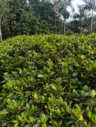 A dense, vibrant green hedge dominates the foreground, its leaves tightly packed and healthy. Behind the hedge, a lush forest emerges, featuring varied trees and foliage. Tall palm trees stand out amidst the greenery. The sky is overcast, casting a soft light over the scene. The composition emphasizes the richness and abundance of the natural environment.