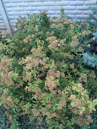 This media file features a dense shrub with small, light brown clusters of flowers and variegated green and yellow leaves. The shrub is positioned in front of a textured light gray brick wall. To the right of the shrub, there is a portion of a blue-green coniferous plant, likely a juniper. The ground in front of the shrub is covered with dark soil and some low-lying green foliage. A section of a concrete border or wall runs along the left edge of the frame. The lighting suggests it is daytime, and the foliage appears healthy. The scene depicts an outdoor garden setting. There is no visible text.