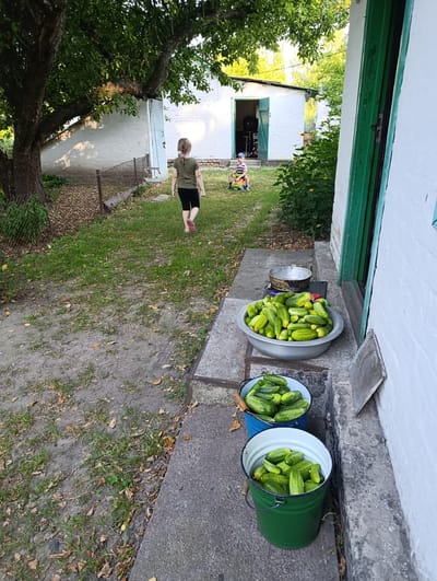 In Ozera, Ukraine, on a late afternoon in summer, a girl with blonde hair in a green t-shirt and black leggings walks away from the camera, heading towards a white building with an open door. Further in the background, a child in a striped shirt and blue hat sits on a small toy truck. A large tree with green leaves arches over the scene, casting shadows on a chain-link fence. In the foreground, a collection of cucumbers is displayed in large metal and plastic containers, piled on concrete steps next to a white wall. The ground is a mixture of dirt and grass, with scattered fallen leaves.