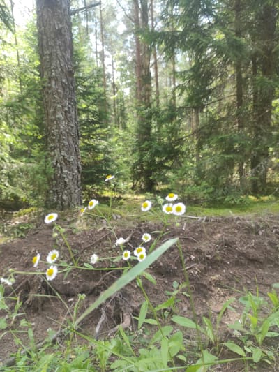 The image depicts a forest scene in the vicinity of Шашкоўскі сельскі Савет, Belarus. In the foreground, a cluster of small white wildflowers with yellow centers is in focus, growing from the soil. Behind the flowers, a large tree trunk with rough bark stands prominently on the left side of the frame. The background is filled with dense coniferous trees, suggesting a natural woodland environment. The ground is covered with a mix of soil, fallen leaves, and some sparse green vegetation. The lighting indicates it is daytime, with sunlight filtering through the trees. There are no people or animals visible in the scene.