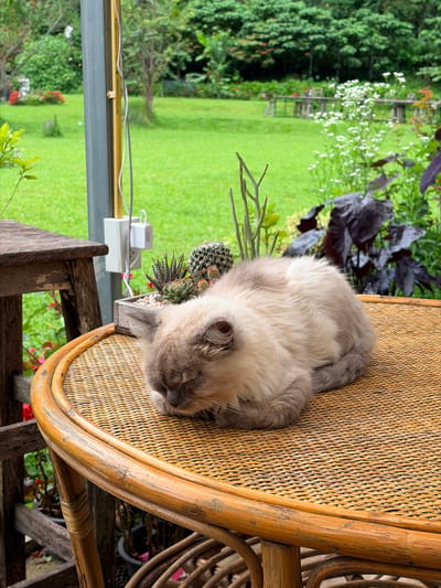 A fluffy, light-colored cat with gray markings sleeps curled up on a woven rattan table. The table has a smooth, rounded wooden edge. In the background, a lush green lawn stretches out towards a dense forest. Several wooden tables and chairs are visible in the middle ground, set on the lawn. A variety of plants, including small cacti in a wooden planter, are placed on the table near the cat. A white electrical outlet and charging brick are attached to a gray pole behind the table. The scene appears to be outdoors, possibly a cafe or restaurant terrace in Ban Ang Ka Noi, Thailand, given the tropical foliage and relaxed atmosphere.