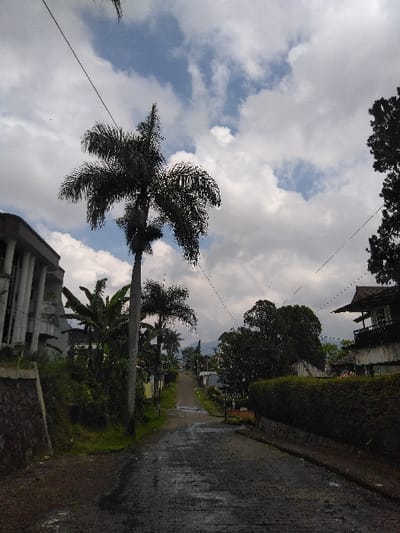 The image captures a residential street ascending uphill, its paved surface appearing wet from recent rain. Tall royal palm trees dominate the left side, accompanied by banana plants and dense green foliage. A multi-story building with visible columns and a stone retaining wall borders the left foreground. On the right, a dark-roofed building with an upper balcony or deck is partially visible behind a well-maintained hedge, with other distant structures further up the road. Overhead utility lines crisscross against a partly cloudy sky, showing patches of blue. No individuals, vehicles, or animals are present. The specific location in Nathene, Laos, cannot be determined from the visual evidence within the image.