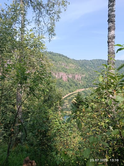 The image depicts a lush, forested landscape with a winding river visible in the distance. In the foreground, dense green foliage and trees partially obscure the view. One prominent birch tree with its characteristic white and black bark stands to the right of the frame. Beyond the trees, rolling hills covered in dense forest rise up, with a cliff face showing striations of reddish rock. A body of water, likely a river, curves through a valley below, with patches of green vegetation floating on its surface. The sky above is clear and blue with a few wispy clouds. The date stamp "25.07.2026 13:10" is visible in the bottom right corner. The scene suggests a natural, undeveloped area, possibly a park or wilderness region.