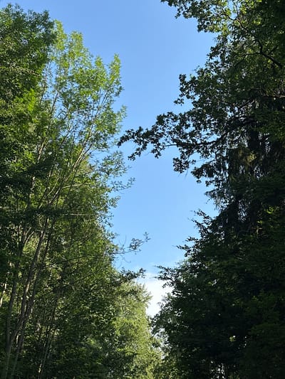 The image shows a view looking up through a dense canopy of green trees towards a clear blue sky. The foliage is lush and varied, with different tree types creating a textured appearance. Sunlight filters through the leaves, casting dappled shadows. The scene suggests a natural, possibly wooded area. The specific location in Au in der Hallertau, Germany, is not visually evident from the image itself, as there are no identifying landmarks, signage, or architectural elements present. The image depicts a serene, natural environment.