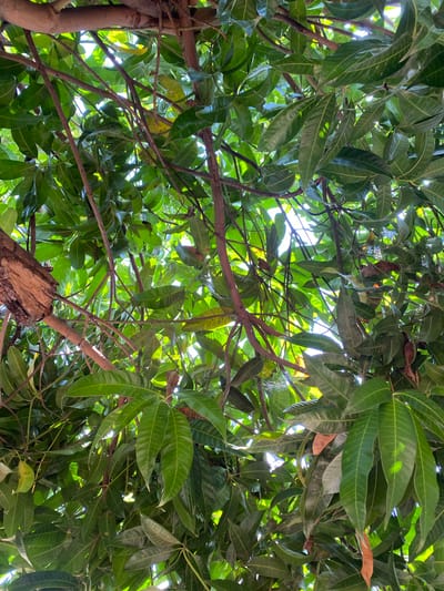 The image shows a dense canopy of green mango leaves and branches, viewed from below. Sunlight filters through the leaves, creating bright patches and shadows. The branches are a mix of brown and reddish-brown. Some of the leaves are a lighter green, possibly indicating younger growth or light exposure, while others are darker and more mature. There is no indication of people, animals, or specific structures. The scene appears to be outdoors in a natural setting, consistent with a mango tree found in a city like Daniel, Nigeria.