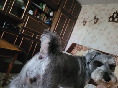An indoor shot captures a grey and white miniature schnauzer dog positioned with its back and side to the viewer, turning its head to look towards the right. The dog has a fluffy, clipped coat with distinct grey and white markings, particularly around its face and tail.
The setting appears to be a cozy room within a home, located in Šilutė, Lithuania. To the left, a tall, dark wooden cabinet or wall unit with glass-fronted sections and drawers dominates the background, filled with books and what appears to be electronic equipment. A wooden table with turned legs is partially visible in the lower-left foreground. The walls are covered with light-colored wallpaper featuring a subtle, repeating floral or leaf pattern. Three decorative wall mounts, resembling small antler trophies or rustic animal head silhouettes, are affixed to the wallpaper on the right side of the frame. A bed with bedding displaying a floral motif is partially visible in the bottom right corner, suggesting a bedroom or combined living/sleeping area. The lighting is soft and ambient, indicating an indoor environment, likely during the day. No specific activity beyond the dog standing and observing is discernible. There is no visible text in the image.