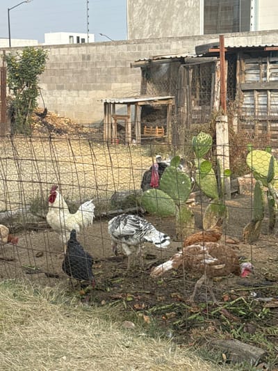 The image displays an outdoor scene in Sanctorum, Mexico, featuring a rustic animal enclosure set against an urban backdrop. The foreground consists of dry grass leading to a wire mesh fence that runs horizontally across the lower and middle portions of the frame. Inside the fence, the ground is dark soil mixed with organic debris.

Several domestic fowl are present:
*   A white rooster with a prominent red comb and wattle stands on the left.
*   A black chicken is partially visible below the rooster, foraging on the ground.
*   A turkey with mottled white and black plumage is visible in the center, pecking at the ground.
*   A reddish-brown turkey is positioned on the right, also engaged in foraging.
*   A dark-plumaged turkey with a visible reddish head is partially obscured by vegetation in the mid-right.

A cluster of green, paddle-shaped prickly pear cacti grows vertically within the enclosure, primarily on the right side. Behind the animals and cacti, two makeshift wooden structures with corrugated metal roofs are visible, serving as animal shelters. The larger structure on the right is partially enclosed by wire mesh and contains a wooden crate. To the left of these structures, a pile of dried organic material is present.

The background is dominated by a long wall constructed of light-colored concrete blocks. Above this wall, modern multi-story buildings with flat roofs and light facades are visible under a clear sky, accompanied by utility poles or streetlights, indicating a developed urban environment. No human individuals are visible.