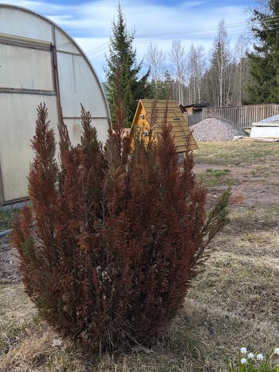 The image presents an outdoor scene, potentially in a rural or semi-rural setting. In the foreground, there's a large, primarily brown bush or shrub, possibly a conifer type. Some of its needles appear greener. To the left of the shrub is a semi-circular structure, possibly a greenhouse or a covered walkway. It has a transparent or translucent cover, likely made of plastic or a similar material.
In the background, there are trees, including what appear to be birch trees with bare branches, possibly indicating winter or early spring. Additionally, there is a small, yellow wooden structure, perhaps a shed or a storage unit. The background also includes a pile of gravel and possibly the corner of a building with siding.
The ground is covered in dry grass and dead vegetation, suggesting a season of dormancy or recent thaw. To the right, some white flowers are visible. The sky is visible in the upper portion of the image. Power lines run between some of the trees. The image seems to be taken at ground level, providing a perspective that emphasizes the foreground objects.
The location, Starosel'e, Russia, cannot be determined from visual information within the image.