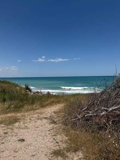 The image shows a beach scene in Shabla, Bulgaria, on a clear, sunny day. The foreground features a sandy path leading through dry, tall grass and dead branches of shrubs. To the left, the grass is greener and more lush. The path leads towards the sea, which is a vibrant turquoise color with moderate waves breaking on the shore. In the water, there are a few people swimming or wading, and some small colorful objects, possibly beach towels or umbrellas, are visible on the shore. The sky is a bright, cloudless blue, with a few wispy clouds near the horizon. The overall impression is one of a natural, somewhat wild beach.